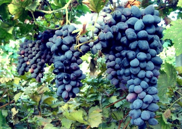 QQ截图20140117083734