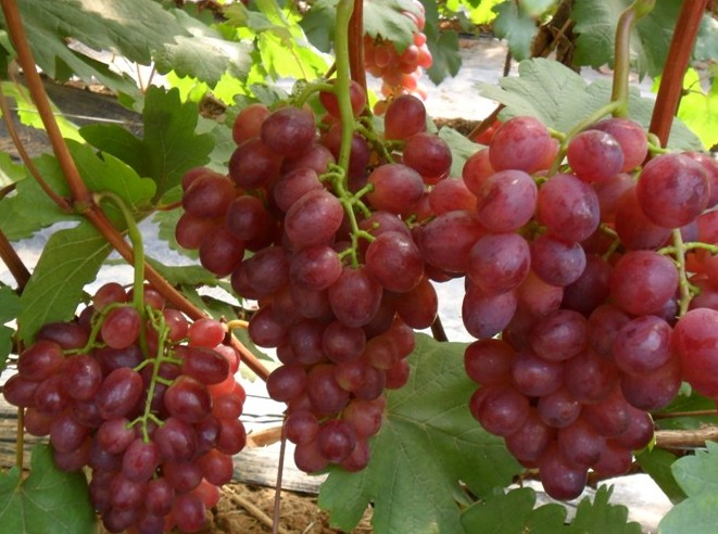 早生红秀葡萄苗