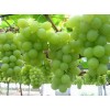 长期批发郁金香葡萄苗