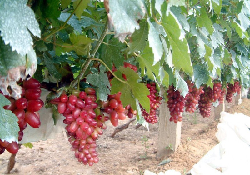 pics_alex_2008_1242726512