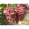 批发红芭拉帝葡萄