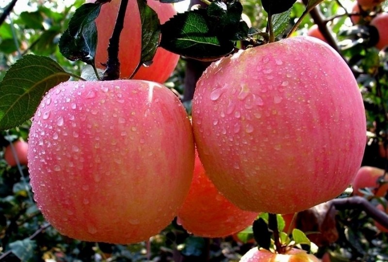 长富2号苹果树苗