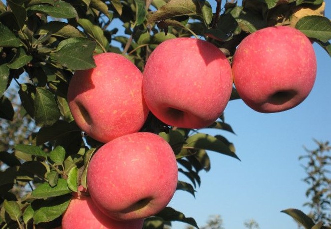 批发2001苹果树苗