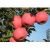 批发2001苹果树苗