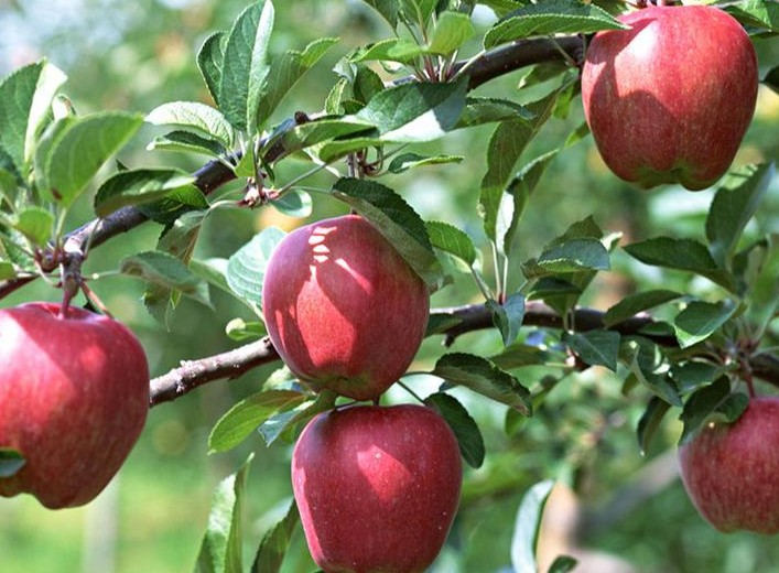 供应宫崎短枝苹果