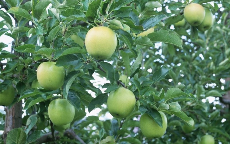 长期供应王林苹果树苗