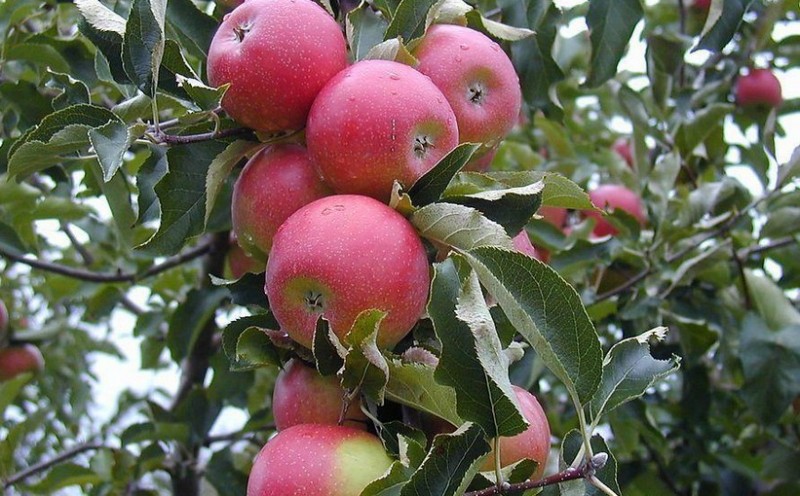 龙发苗木中秋王苹果树苗批发