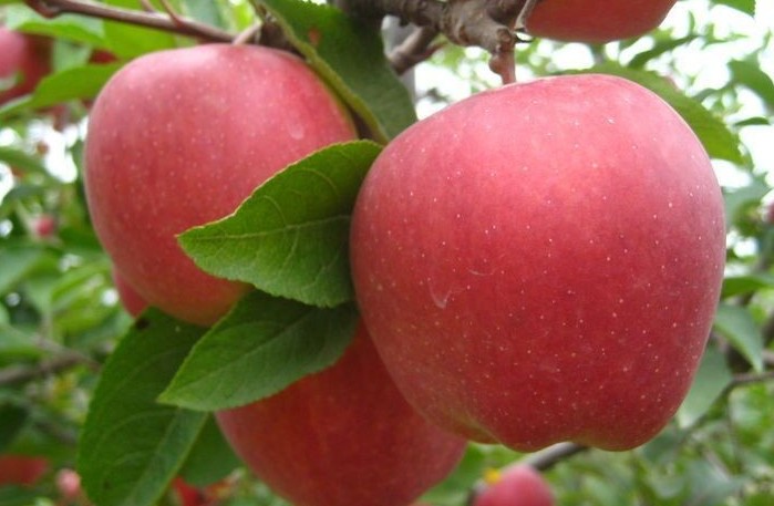 昌红苹果树幼苗批发