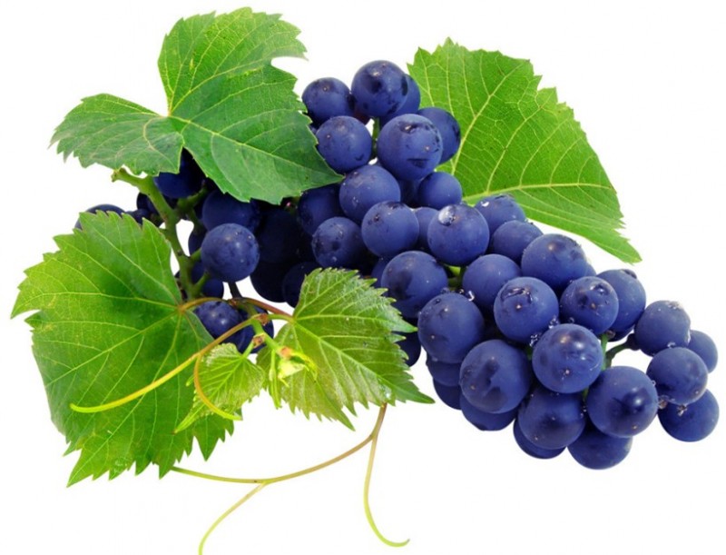 最新早熟葡萄苗品种