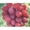 求购葡萄苗