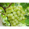 求购葡萄苗
