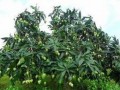 果树不结果的原因有哪些
